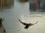 Nikon p3. Naviglio. Milano.
