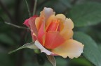 rosa del mio giardino