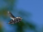 cargo in volo
