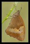 Maniola jurtina