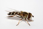 Eupeodes luniger