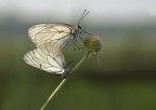 Pieride del biancospino