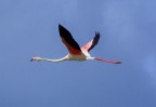 FENICOTTERO IN VOLO