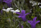 fiori