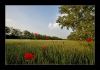 ...non  la rosa non  il tulipano...