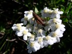 Fiore d'alta montagna ricercato per produrre liquore tipo "San Veran"