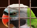 Occhio