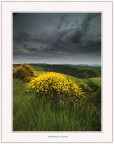 La ginestra