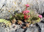 E' un vero miracolo come una simile composizione sia nata da un pugno di terra depositata dal vento in un anfratto di un masso in alta montagna