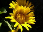 In montagna non  indispensabile conoscere il nome di ogni fiore che si incontra per goderne, basta incontrarlo.