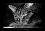riposo..dolce riposo