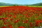 Campo di papaveri nella fioritura Umbra