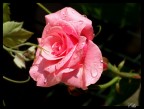Rosa rossa per te