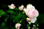 rosa