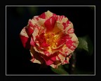 Rosa  Variegata
