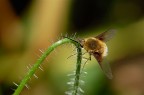 Bombylius minor Bombylius minor