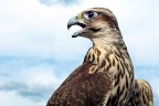 Questo scatto,  stato realizzato a Paganica (L'Aquila) con la mia solita compattina (Kodak Dx 7630), in occasione di una dimostrazione di falconieri. 
Mi sono dovuto accontentare di ritrarlo in posa statica e non in volo, dato i limiti del mezzo. 
Spero vi piaccia 
Gianni
