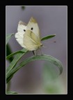 Farfalla