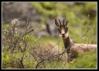 Gran Paradiso 01/06/08