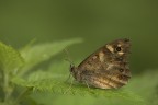 Perarge aegeria