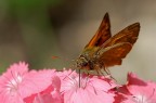 Ochlodes venatus