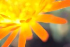 foto macro di un fiore fluo....