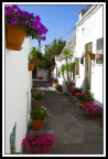 Backstreet flowers