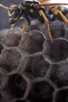 macro ape..