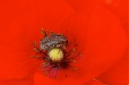 Cetonia in culla rossa