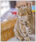 il mio gatto2