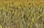 Un po di &quot;grano...&quot;