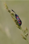 Sulla spiga