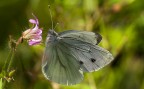 Ripresa al "volo" mentre fotografavo un fiore vicino.... ecco .......questa bella farfalla posarsi proprio vicino a me.

Critiche sempre ben accette