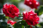 Canon 1D MkIII
EF 100 f2

t 1/800s
f 2
iso 100