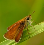 Farfallina