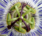 Giostra