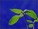 Verde contro Blu