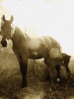 Puledro