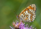 la bellezza della natura