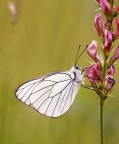 Aporia Crategi