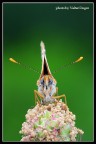 Melitaea cinxia