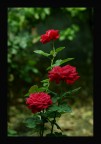 Tre Rose