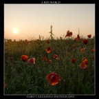 A RED WORLD