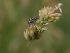 mosca1