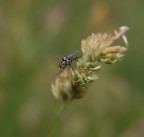 mosca2
