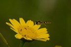 Al volo (ci Son riuscito )