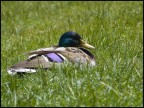 Un paio di settimane fa, in compagnia di un mio collega munito di 30D, abbiamo passato una pausa pranzo diversa dal solito. Invece che nel solito bar siamo andati al Parco di Piazza d'Armi a Torino a fotografare le anatre del laghetto...