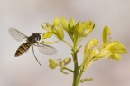 sirfide in volo