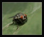 Ritratto di una mosca