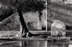 Scansione da stampa chimica
Ilford Fp4